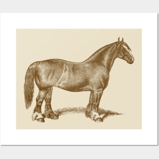 Draft Horse Mare Vintage Illustration Posters and Art